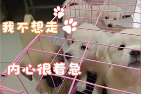 狗狗长大了要送走了，吃完最后一口母乳，发生感人一幕心酸啊！视频封面
