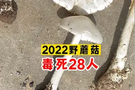 2022年，中国人吃野蘑菇，毒死28人视频封面