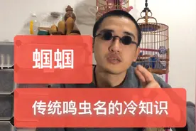 冷知识：“蝈蝈”原来是特指公虫的专用名字，母虫其实另有其名