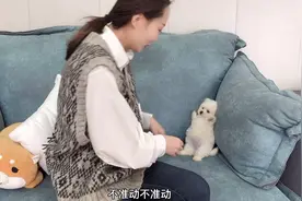 小比熊刚放沙发上不到10秒，站起来就跳舞，四仰八叉的太搞笑了视频封面