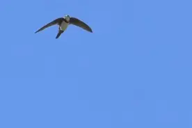 休息睡觉交配都在天空执行  你知道这是什么鸟吗？视频封面