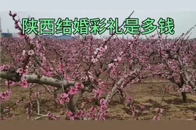 陕西结婚彩礼是多钱？看完视频就知道了。和你那里一样吗？视频封面