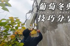 庭院葡萄怎么去修剪？这几个技巧是关键，学会了高产丰收很简单视频封面
