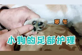 天气寒冷，给狗狗做个足部护理，有兴趣的可以点开看看😂视频封面