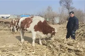 东北农村，种地为主，养牛为副，看看这牛值钱了视频封面