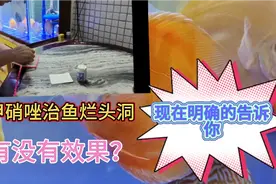 甲硝唑治疗鱼烂头洞，到底有没有效果？用我的实践告诉你，视频封面