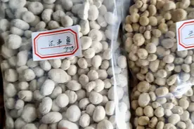 中药材！大家一起来认认生半夏，清半夏，法半夏。