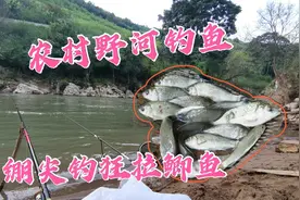 云南丽江华坪乌木河，休闲野钓好去处，钓鲫鱼跟刷白条一样过瘾视频封面