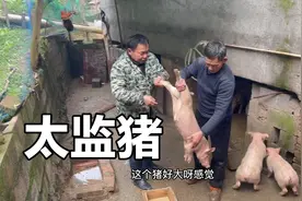 满双月的小小的猪，今天给他做手术，让它成为太监猪视频封面