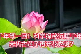 千年等一回！科学探秘沉睡千年的宋代古莲子再开花之谜？视频封面