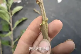果树嫁接第3讲，“劈接”的详细嫁接过程与技术要点。视频封面