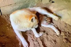 小体型的中华田园犬啊花下崽了，两小狗很特别视频封面