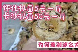 同样是黄颜色枞菌，怀化5元一斤，长沙50元一斤。为何差别这么大视频封面