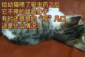 给幼猫喷了驱虫药后，它不停的舔舐身体，还狠狠的咬几口，怪哉!