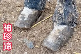 5500元卖到一头袖珍小毛驴，它的个小蹄子大，大脚丫秒变小金莲。视频封面