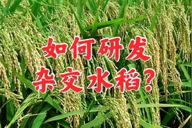 如何研发杂交水稻？杂交水稻能解决粮食问题吗？