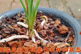 兰花快速服盆就这么简单，上盆的过程非常重要，很多兰友都忽略视频封面