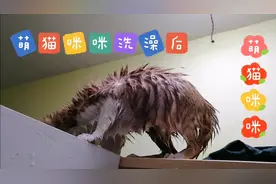 猫咪洗澡后、落汤猫，哈哈哈，喜欢猫的朋友们欢迎进来看看