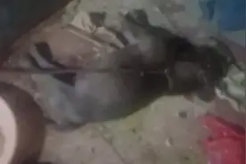 天气太热，两条恶霸犬热死了。