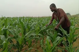 我们在非洲刚果金种植粮食和蔬菜，市场需求很大，价格也很高视频封面