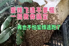 养蜂过程中蜜蜂飞逃不要惊慌，教你一招搞定，在也不怕蜜蜂逃跑。