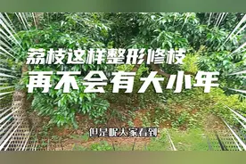 荔枝大小年这难关被专家攻破，这样整形修枝就行视频封面