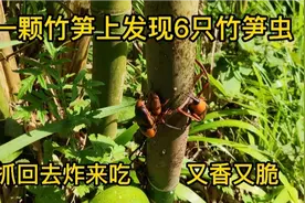 一颗竹笋上发现6只竹笋虫，抓回去炸来吃，又香又脆视频封面
