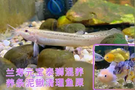 老公养条泥鳅清理鱼缸粪便，兰寿泰狮金鱼和斗鱼混养