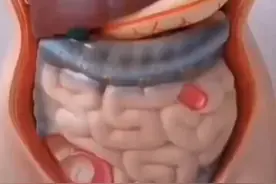 科普一下人体五脏六腑的位置