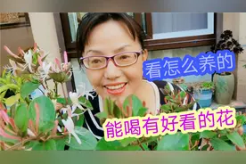 60后大姐花38元买的金银花，花开香满园！非常好养，来看看？