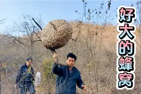 村民在树上发现野生马蜂窝，到底有多大，值多少钱吧视频封面