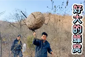 村民在树上发现野生马蜂窝，到底有多大，值多少钱吧视频封面