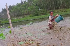 大叔用小鸡喂塘角鱼，还站在塘中间喂，这和6万条鱼共舞吗？视频封面