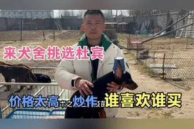 杜宾犬为啥那么多人喜欢？价格高，还得立耳，剪尾巴。关注我