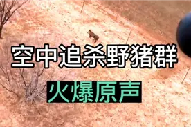 农场主驾机空中追杀野猪群，13岁女孩百发百中，最后一个是神手！视频封面