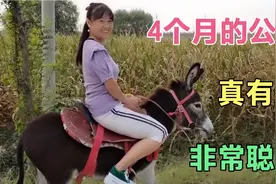 女子天天训驴，打算以后骑它接孩子上下学，这驴确实很聪明，真逗视频封面