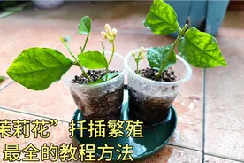 茉莉花扦插繁殖，最全的教程方法，10天生根，一盆变十盆。视频封面