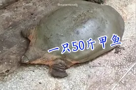 巴基斯坦百年野生王八一只有50斤，中国人这次是真不敢吃了视频封面