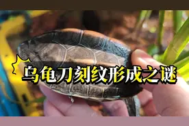 乌龟刀刻纹形成原因，不冬眠直接培养乌龟刀刻纹的方法，养龟视频