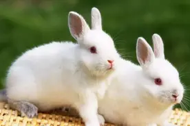 十二生肖之——属🐇兔的特性视频封面