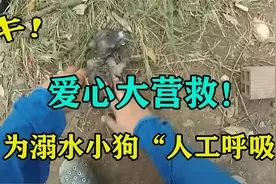 小狗因溺水呼吸暂停，男子变动物医生紧急救助，人工呼吸都用上了视频封面