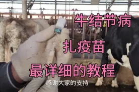 给牛做结节病疫苗，详细教程，一学就会。进来看