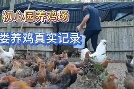 爸妈清晨就开始忙碌辛苦一辈子，都是为了儿女，养鸡辛苦难在坚持视频封面