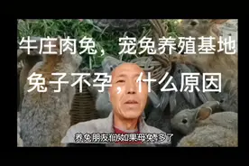 养兔不孕，损失惨重，了解知识，保证收益。视频封面