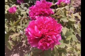 一朵玫瑰🌹