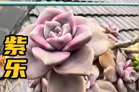 紫乐，我的最爱，分享养护方法视频封面