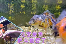 鱼缸混养兰寿元宝鱼一口把斗鱼吞了，这条元宝鱼太凶猛了