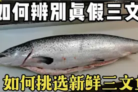 日料大厨教你怎样辨别真假三文鱼，如何选新鲜三文鱼，和怎么保存视频封面