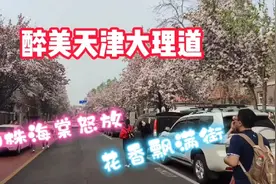 醉美天津大理道，700株海棠怒放，满街飘香，美女如云，快来打卡视频封面