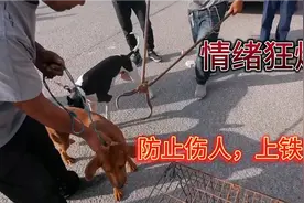 大黄狗看见狗肉笼，情绪失控，防止伤人，上铁夹子视频封面